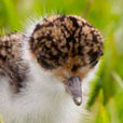 lapwing