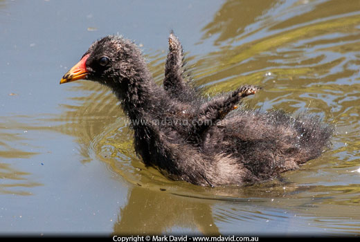 Dusky Moorhen chick