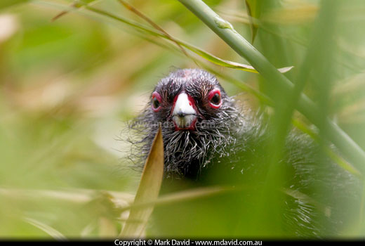 Purple Swamphen chick