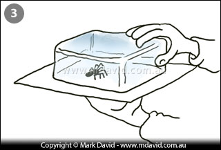 catcthing a spider step 3