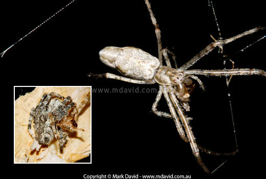 Commensal spider