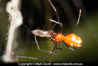 Commensal spider