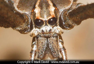 Deinopis