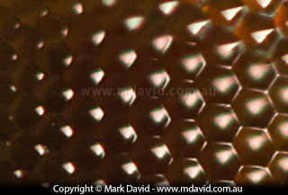 Close-up detail showing the surface of a dragonfly's eye