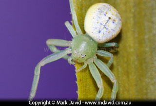 Flower spider