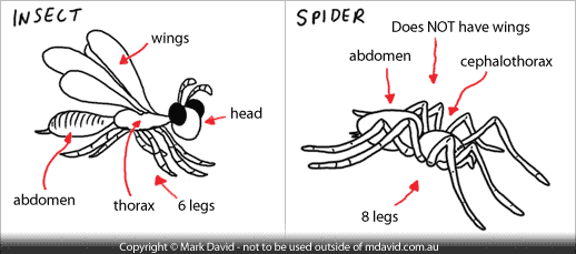 The differences between and insect and a spider