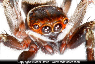 Jumping spider
