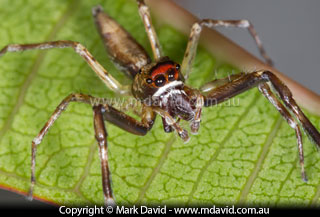 Jumping spider