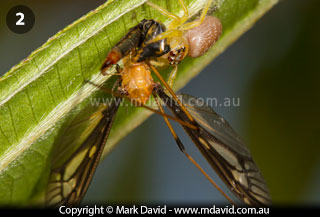 Jumping spider feeding on a winged insect