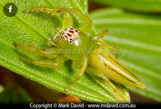 Northern Green Jumping spider