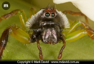 Northern Green Jumping spider