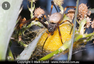Nephila plumipes and egg sac