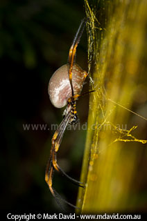 Golden Orb Weaver silk