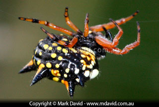 Six-spined Spider