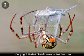 St Andrew's Cross Spider