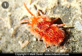 Red Velvet Mite