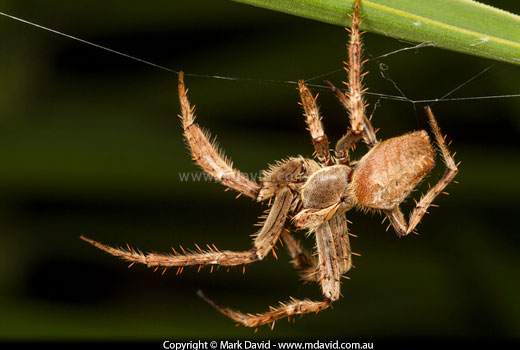 spider