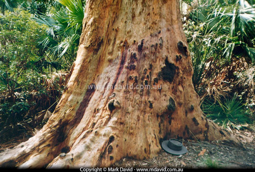 base of an old Angophora costata