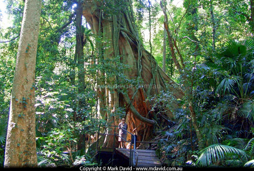 Strangler Fig