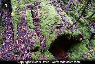 Fallen log rotting into the soil