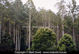 Swamp Gum forest in Tasmania