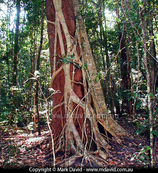 Strangler Figs