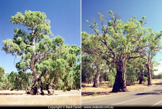 Two photos of River Red Gums