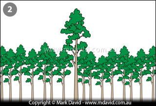 Leaving only one tall tree