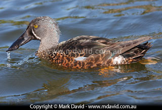 Australasian Shoveler
