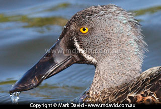 Australasian Shoveler