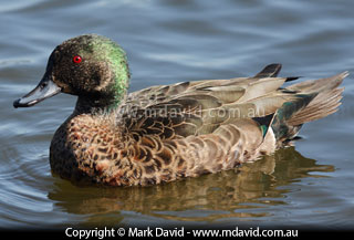 Chestnut Teal