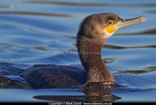 Great Cormorant
