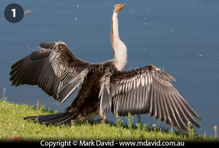 Darter drying its feathers