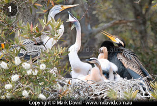 Family of Darters