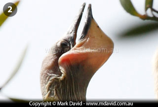 Darter chick