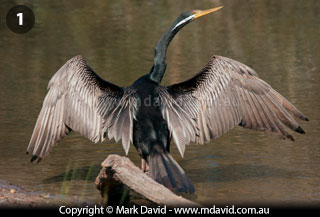 Male Darter