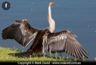 Darter