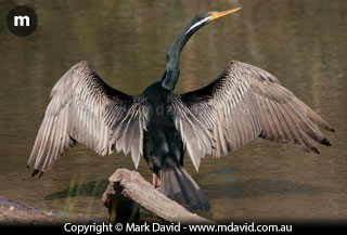 Darter