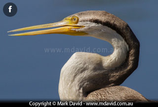 Darter