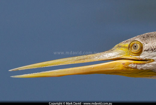 Darter