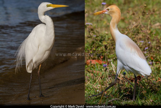 Egrets