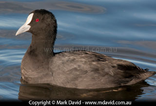 Eurasian Coot