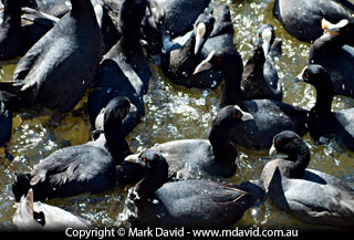 Eurasian Coots