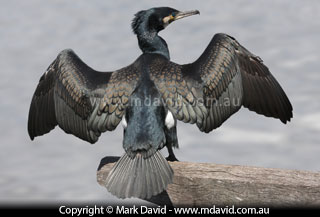 Great Cormorant