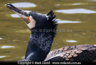 Great Cormorant