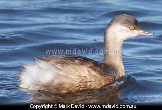 Grebe