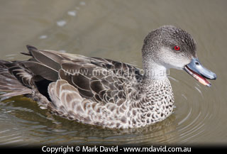 Grey Teal