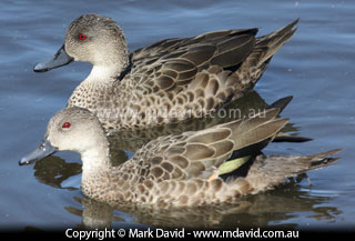 Grey Teals