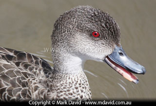 Grey Teal