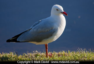 Silver Gull